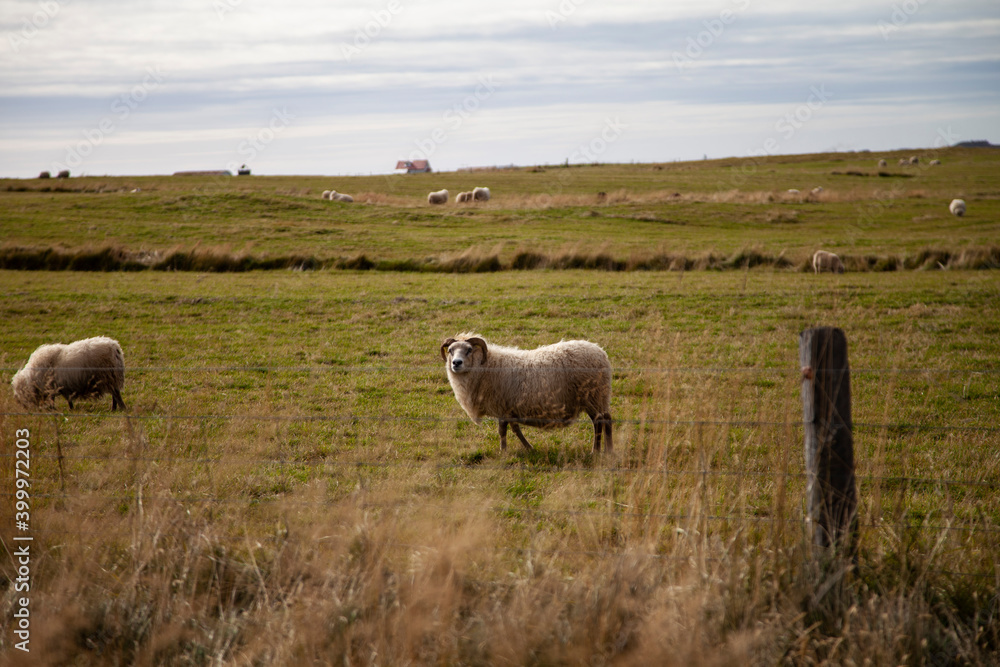 Fototapeta premium sheep in the field