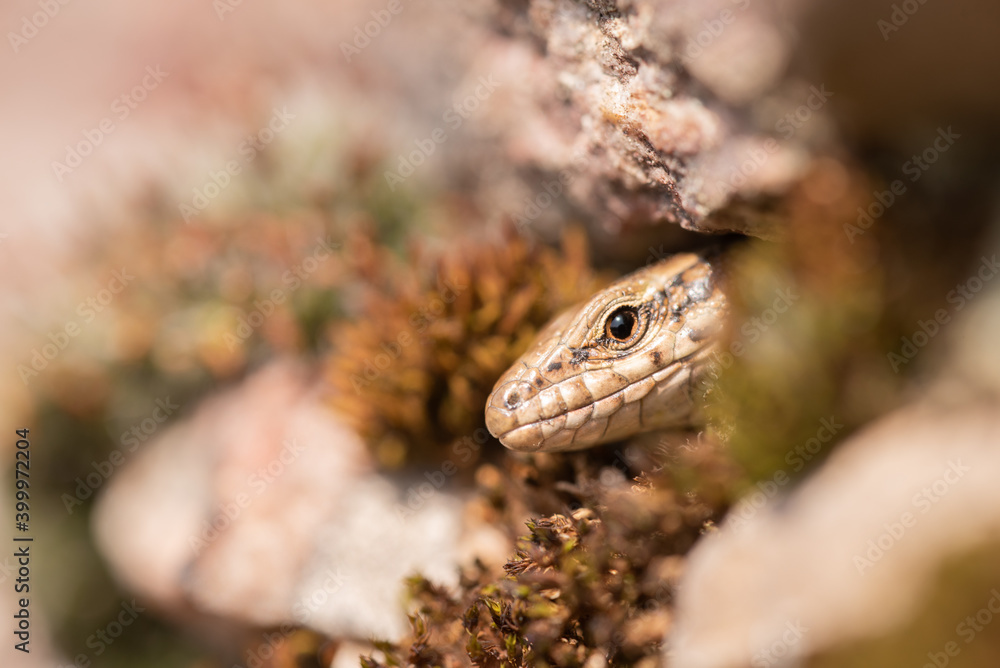 Fototapeta premium wall lizard looking out of a hole in a wall