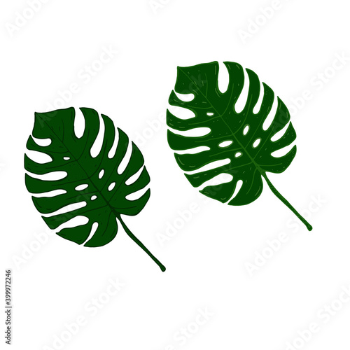 Set of green leaves of monstera, tropical plant. Hand drawing. Monstera Deliciosa. Vector illustration.