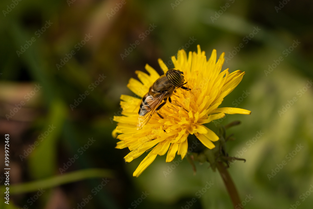 bee on a dandelion bee on a dandelion