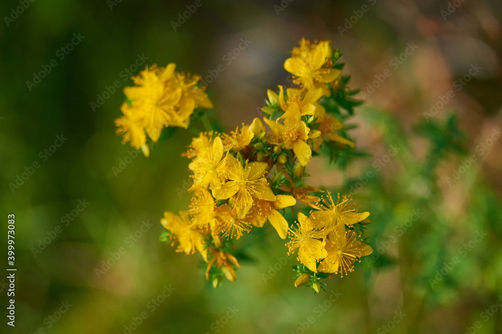 Echtes Johanniskraut (Hypericum perforatum) Echtes Johanniskraut (Hypericum perforatum)