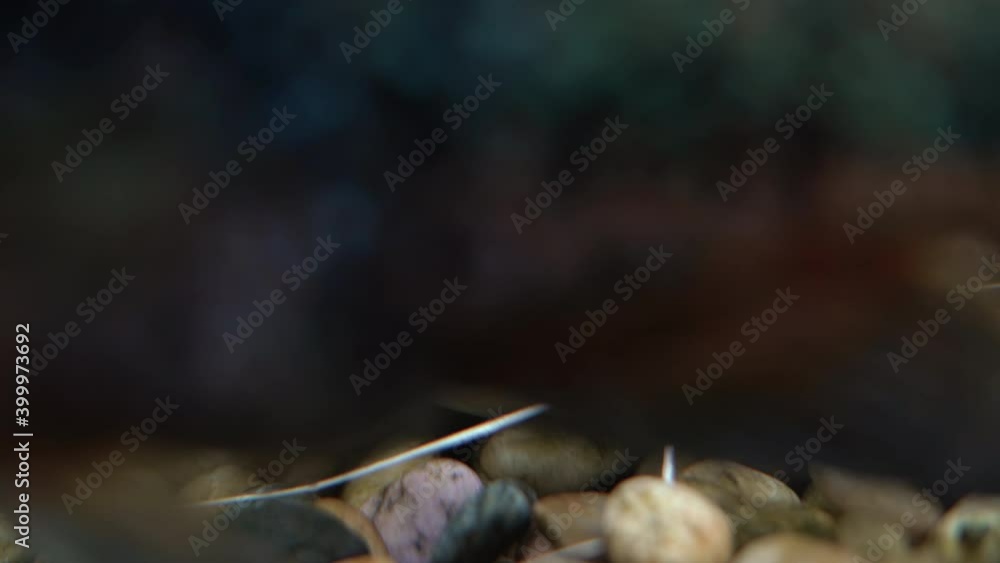 at the bottom of pebbles and stones, a red-tailed catfish floats. Freshwater fish. aqua space. at the bottom of pebbles and stones, a red-tailed catfish floats. Freshwater fish. aqua space.