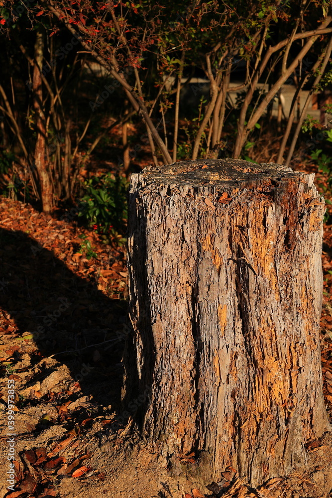 Obraz premium 嵐山公園 京都 日本