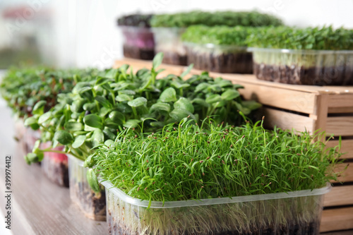 Fresh organic microgreens assortment on wooden table, closeup