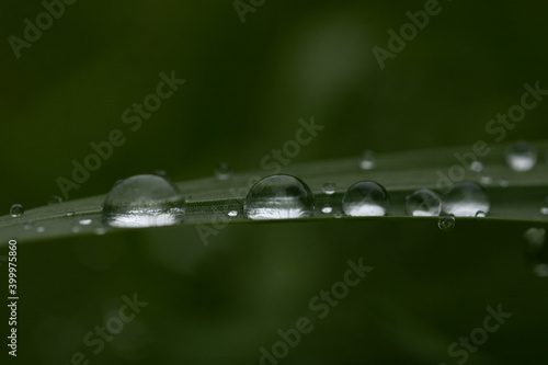 dew on grass