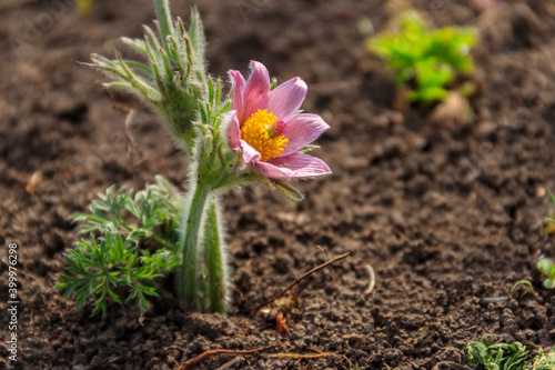 Eastern pasqueflower (Pulsatilla patens), also known as prairie crocus, cutleaf anemone, rock lily