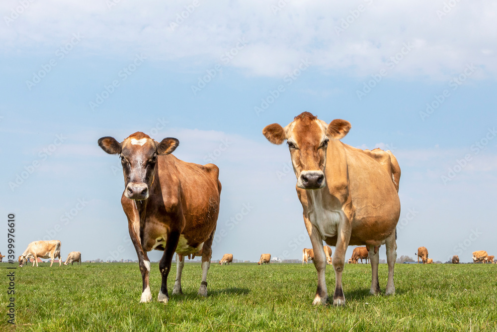 Two jersey cows, the herd in the background, standing in a pasture under a pale blue sky and a straight horizon.