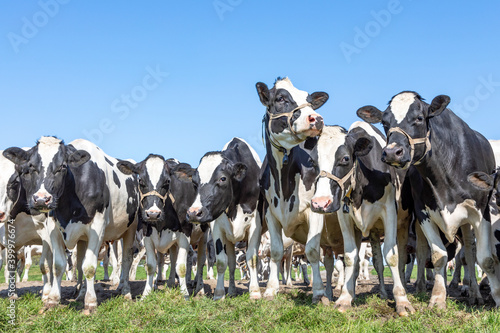 Herd of cows waiting in a row together looking around in a field, happy and joyful and a blue cloudy sky.