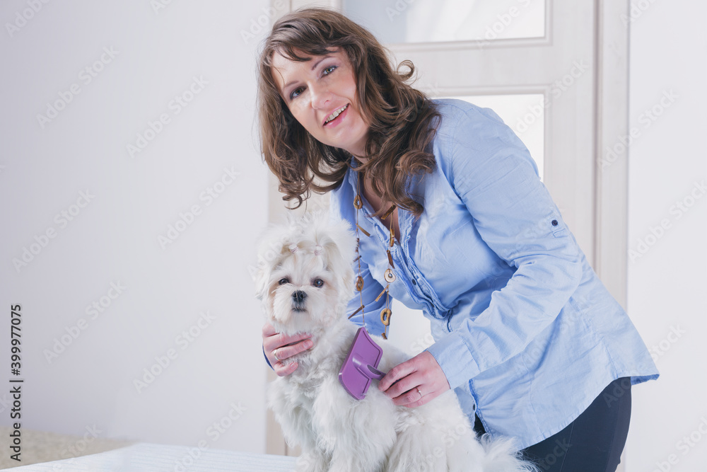 Woman combing and grooming a little dog Woman combing and grooming a little dog