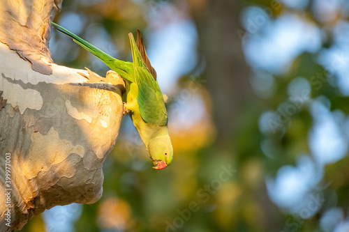Rose-ringed parakeet at its nesting hole
