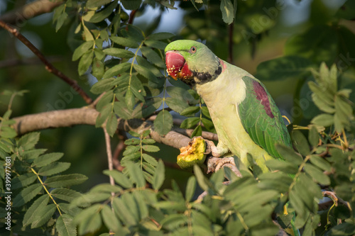Alexandrine parakeet feeding in a tree