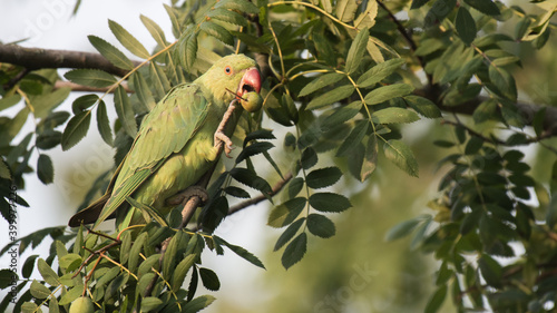 Obraz na plátně Alexandrine parakeet feeding in a tree