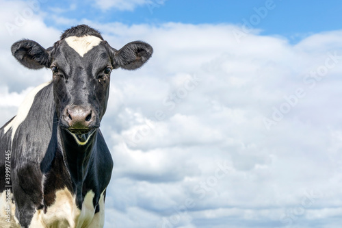 Head of a cow, looking friendly, black and white, and blue background with copy space