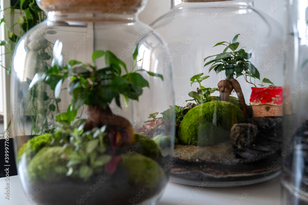 Small decoration plants in a glass bottle, garden terrarium bottle, forest in a jar. Terrarium jar with piece of forest with self ecosystem. Save the earth concept. Bonsai, set of terrariums, jars