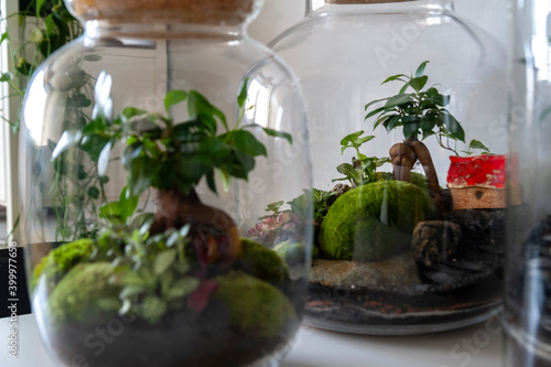 Small decoration plants in a glass bottle, garden terrarium bottle,  forest in a jar. Terrarium jar with piece of forest with self ecosystem. Save the earth concept. Bonsai, set of terrariums, jars
