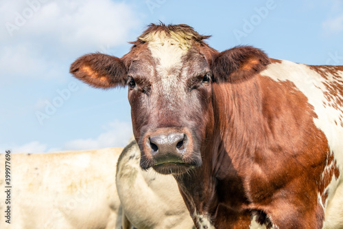 Cow dual purpose, dairy and beef in the Netherlands, portrait of a mature and calm red bovine, friendly and calm expression, a sky as background