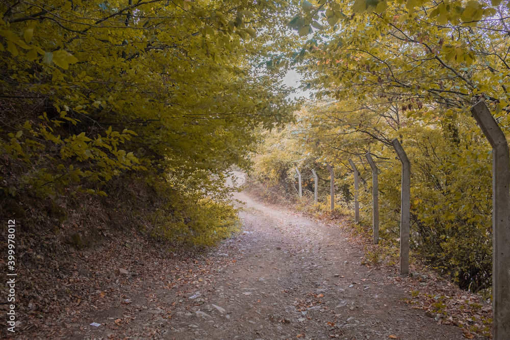 Obraz premium Dirty road during fall with downed leaves. Forest road in the autumn forest. Fallen leaves block the road. Autumn landscape. Path Passby Between Forest Around The Green Trees
