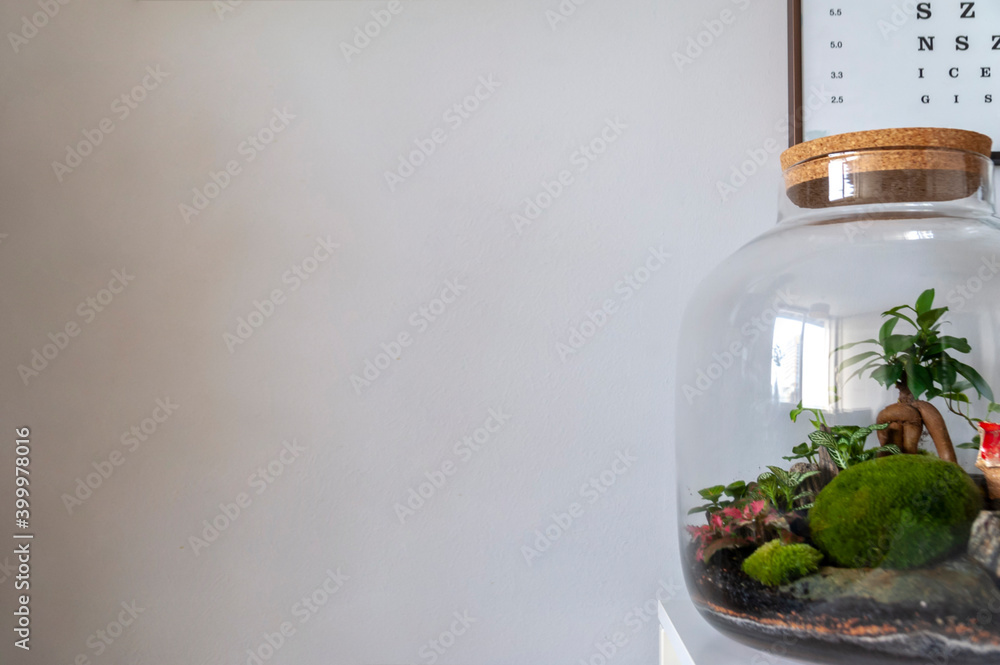 Small decoration plants in a glass bottle, garden terrarium bottle, forest in a jar. Terrarium jar with piece of forest with self ecosystem. Save the earth concept. Bonsai, set of terrariums, jars