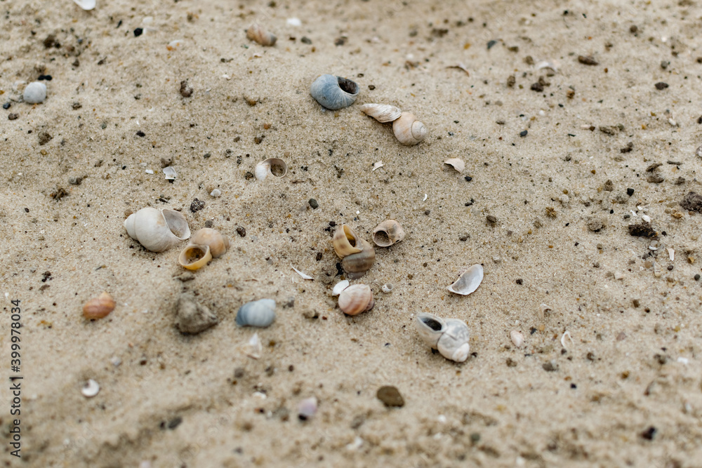 Small river shells in the sand at the bottom of the river, near the shore. A scattering of chips and parts of shells under water. Light glare on the surface and shallow distance Small river shells in the sand at the bottom of the river, near the shore. A scattering of chips and parts of shells under water. Light glare on the surface and shallow distance