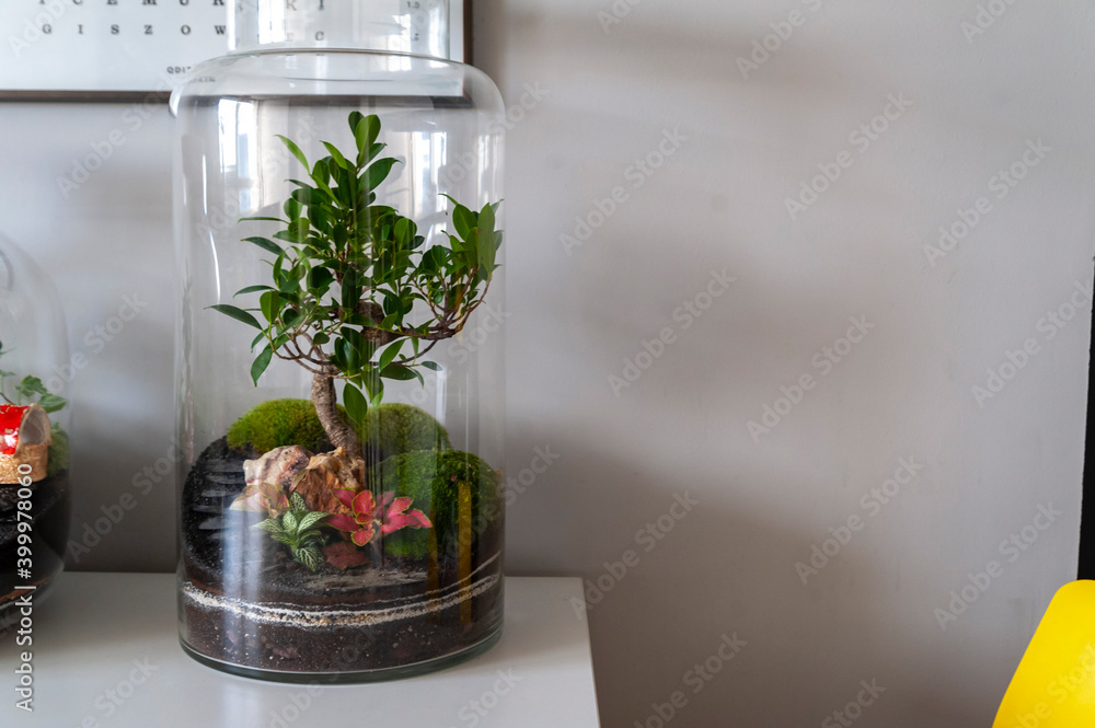 Small decoration plants in a glass bottle, garden terrarium bottle, forest in a jar. Terrarium jar with piece of forest with self ecosystem. Save the earth concept. Bonsai, set of terrariums, jars
