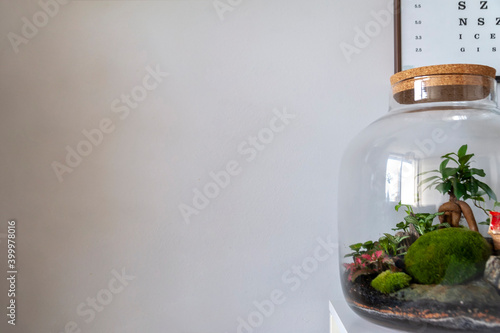 Obraz na płótnie Small decoration plants in a glass bottle, garden terrarium bottle, forest in a jar. Terrarium jar with piece of forest with self ecosystem. Save the earth concept. Bonsai, set of terrariums, jars w salonie