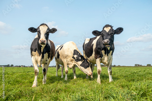 Three cows, friendship and love together in a green field under a blue sky grazing black and white and a faraway horizon