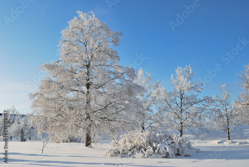 Park in Imatra in winter © TanyaSv