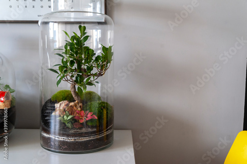 Obraz na płótnie Small decoration plants in a glass bottle, garden terrarium bottle, forest in a jar. Terrarium jar with piece of forest with self ecosystem. Save the earth concept. Bonsai, set of terrariums, jars w salonie