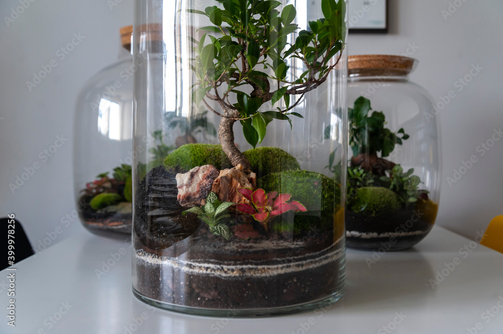 Small decoration plants in a glass bottle/garden terrarium bottle/ forest in a jar. Terrarium jar with piece of forest with self ecosystem. Save the earth concept. Bonsai, set of terrariums/ jars