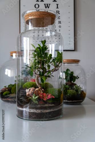 Small decoration plants in a glass bottle, garden terrarium bottle, forest in a jar. Terrarium jar with piece of forest with self ecosystem. Save the earth concept. Bonsai, set of terrariums, jars