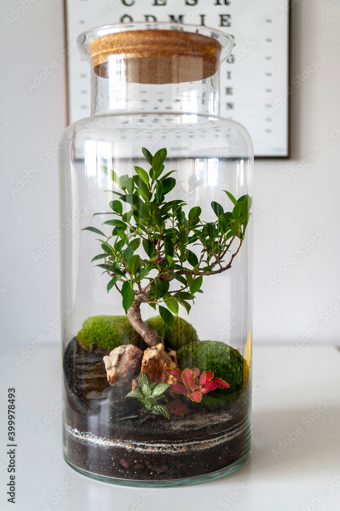 Small decoration plants in a glass bottle, garden terrarium bottle, forest in a jar. Terrarium jar with piece of forest with self ecosystem. Save the earth concept. Bonsai, set of terrariums, jars