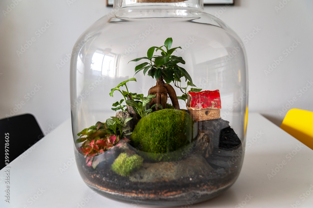 Small decoration plants in a glass bottle, garden terrarium bottle, forest in a jar. Terrarium jar with piece of forest with self ecosystem. Save the earth concept. Bonsai, set of terrariums, jars
