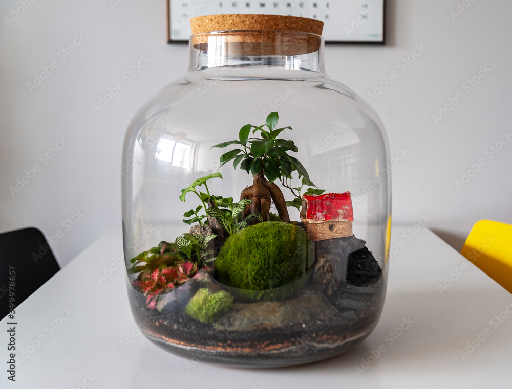 Small decoration plants in a glass bottle, garden terrarium bottle, forest in a jar. Terrarium jar with piece of forest with self ecosystem. Save the earth concept. Bonsai, set of terrariums, jars