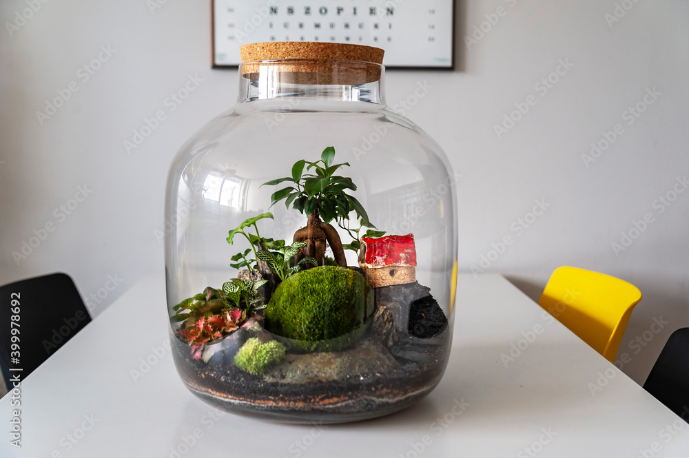 Small decoration plants in a glass bottle, garden terrarium bottle, forest in a jar. Terrarium jar with piece of forest with self ecosystem. Save the earth concept. Bonsai, set of terrariums, jars