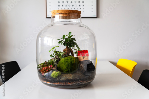Obraz na płótnie Small decoration plants in a glass bottle, garden terrarium bottle, forest in a jar. Terrarium jar with piece of forest with self ecosystem. Save the earth concept. Bonsai, set of terrariums, jars w salonie