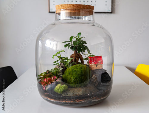 Obraz na płótnie Small decoration plants in a glass bottle, garden terrarium bottle, forest in a jar. Terrarium jar with piece of forest with self ecosystem. Save the earth concept. Bonsai, set of terrariums, jars w salonie