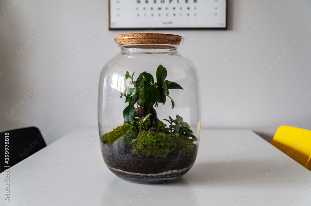 Small decoration plants in a glass bottle, garden terrarium bottle, forest in a jar. Terrarium jar with piece of forest with self ecosystem. Save the earth concept. Bonsai, set of terrariums, jars