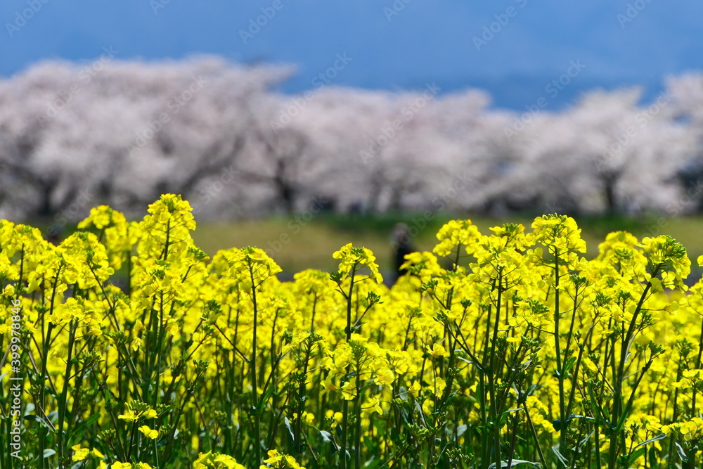 菜の花畑と桜並木。朝日、富山、日本。4月中旬。