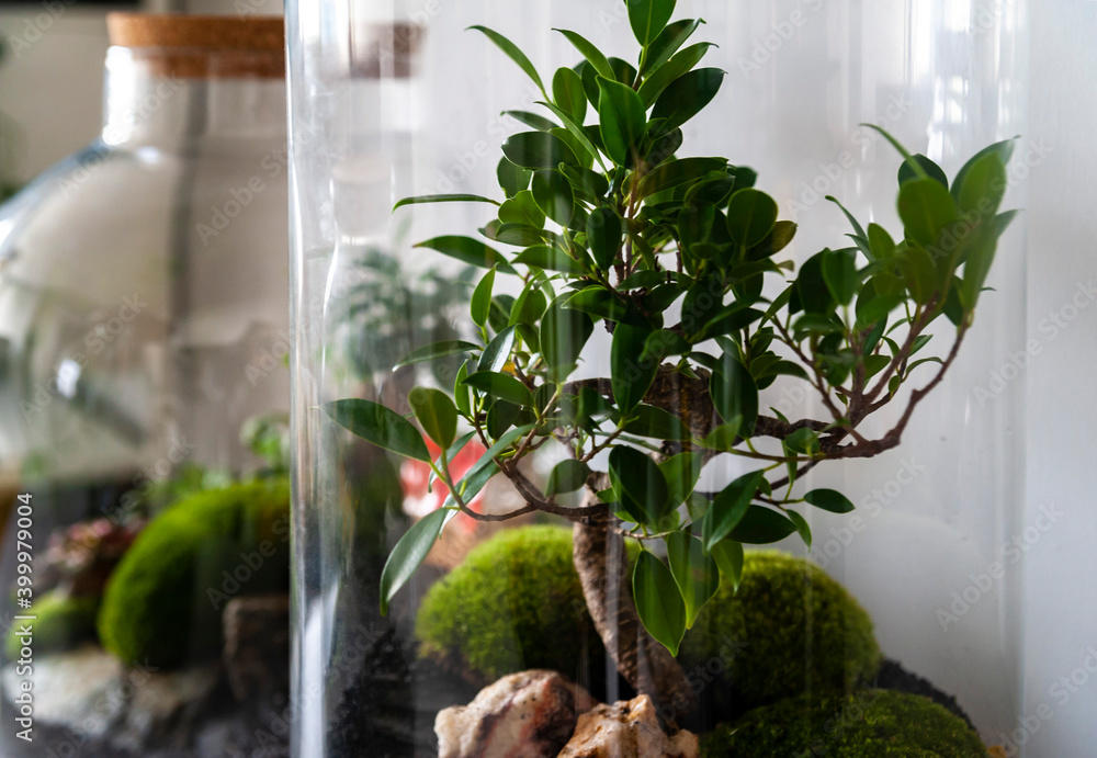 Small decoration plants in a glass bottle, garden terrarium bottle, forest in a jar. Terrarium jar with piece of forest with self ecosystem. Save the earth concept. Bonsai, set of terrariums, jars