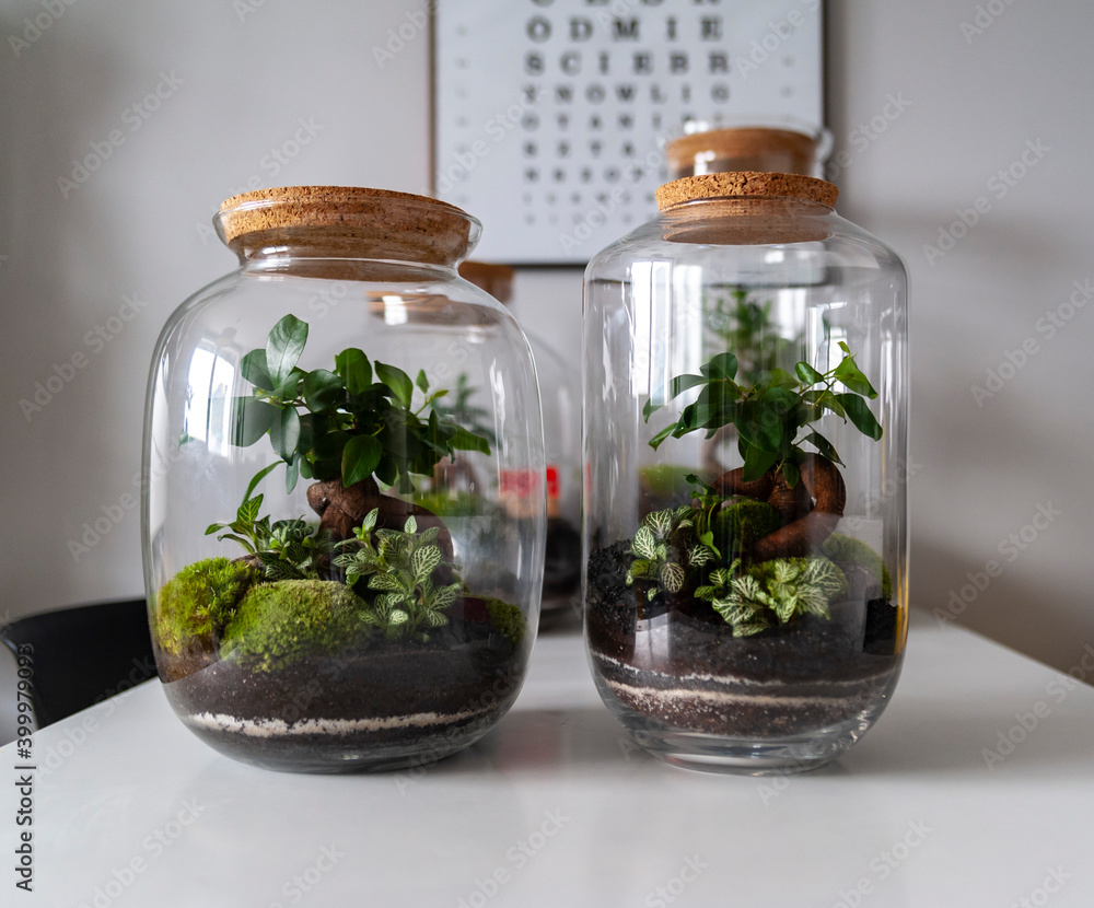 Small decoration plants in a glass bottle, garden terrarium bottle, forest in a jar. Terrarium jar with piece of forest with self ecosystem. Save the earth concept. Bonsai, set of terrariums, jars