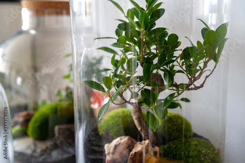 Small decoration plants in a glass bottle, garden terrarium bottle,  forest in a jar. Terrarium jar with piece of forest with self ecosystem. Save the earth concept. Bonsai, set of terrariums, jars