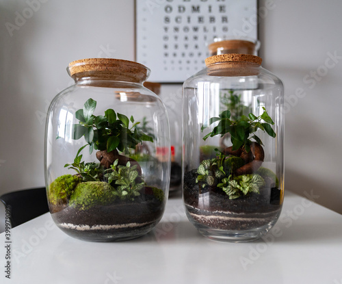 Obraz na płótnie Small decoration plants in a glass bottle, garden terrarium bottle, forest in a jar. Terrarium jar with piece of forest with self ecosystem. Save the earth concept. Bonsai, set of terrariums, jars w salonie