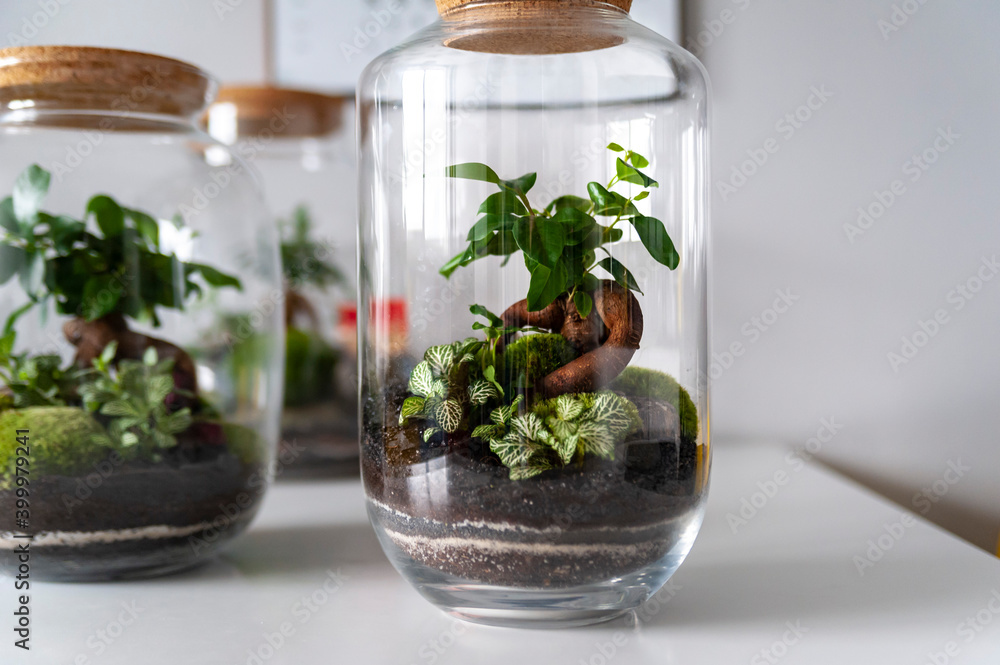 Small decoration plants in a glass bottle, garden terrarium bottle, forest in a jar. Terrarium jar with piece of forest with self ecosystem. Save the earth concept. Bonsai, set of terrariums, jars