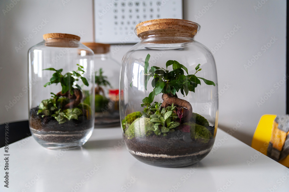 Small decoration plants in a glass bottle, garden terrarium bottle, forest in a jar. Terrarium jar with piece of forest with self ecosystem. Save the earth concept. Bonsai, set of terrariums, jars