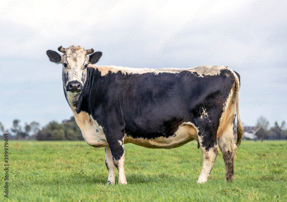 Cow with dorsal stripe and horns, a black mottled cow, special old breed in Holland, black and white