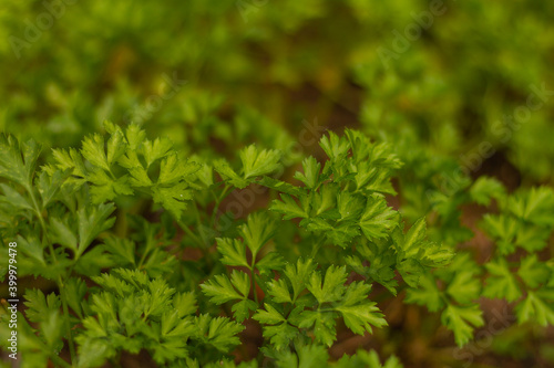 Close-up of green Parsley leaves, rich in vitamins, selective focus