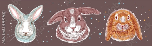 Color illustration, sketch drawn with markers. Set of domestic rabbits, portraits of heads. Vector. All elements of the illustration are isolated, it is easy to change colors and backgrounds.