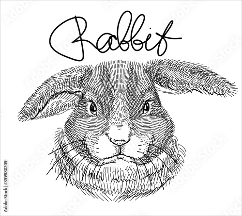 Black-and-white illustration, sketch drawn with a pen. Pet rabbit, portraits of heads. Vector. Isolated background.