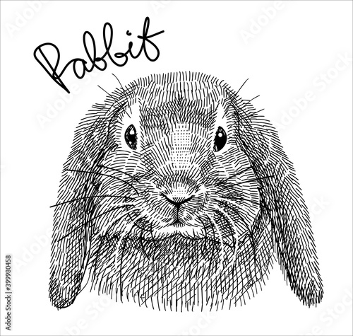 Black-and-white illustration, sketch drawn with a pen. Pet rabbit, portraits of heads. Vector. Isolated background.