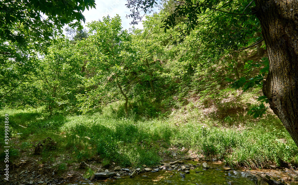 Fototapeta premium Beautiful green forest in a sunny day